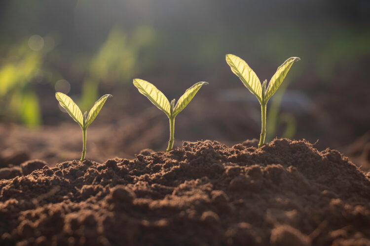 Using Natural and Artificial Light for Indoor Plants Mother Earth News